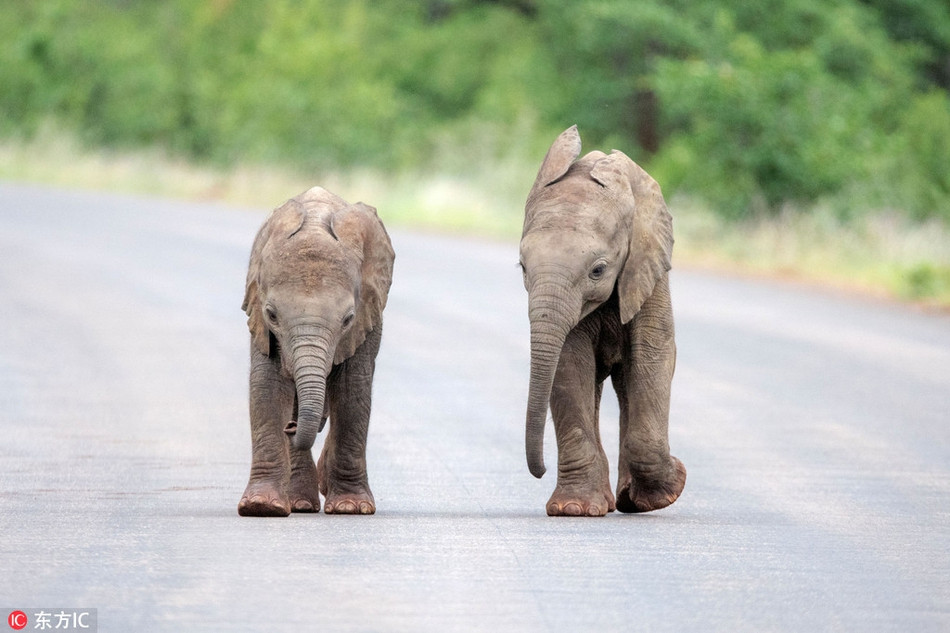 Ngay cả khi nhiếp ảnh gia Inez đưa máy ảnh lên chụp, những con voi cũng không để tâm, chúng làm mọi điều chúng thích và tận hưởng từng giây phút vui vẻ.