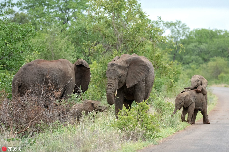 "Chúng không hề cảm thấy phiền phức khi con người xuất hiện, dường như chúng không để ý đến sự có mặt của con người. Tôi nghĩ rằng bức ảnh đã cho thấy rằng, những con voi thực sự đang tận hưởng cuộc sống riêng của chúng một cách triệt để", Inez cho biết thêm.