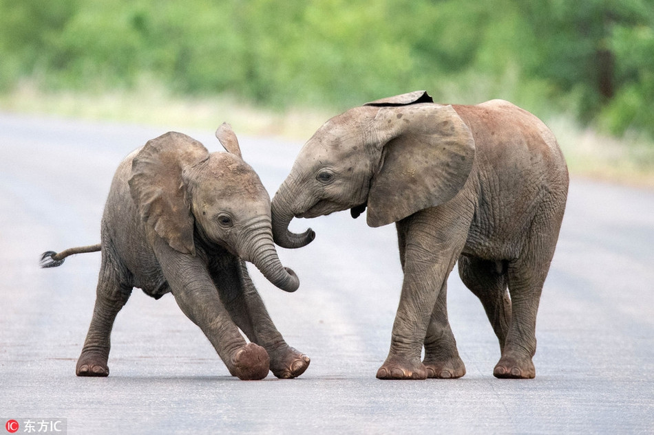 Theo tìm hiểu, voi là loài vật thông minh, tình cảm và có sự gắn kết gia đình rất mạnh. Loài vật khổng lồ này nổi tiếng với bản tính nghịch ngợm và tò mò, chúng cũng được biết đến là loài động vật có cảm xúc rõ ràng, chân thật.