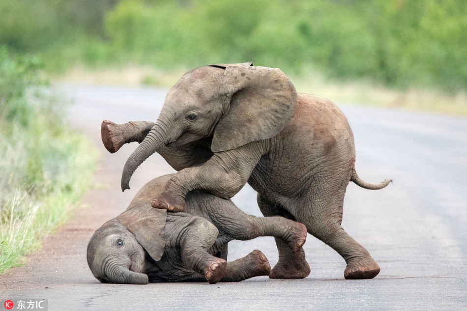 Những bức ảnh ấm áp thể hiện tình cảm gắn bó giữa hai con voi con nghịch ngợm khi chúng chơi đùa, trèo lên người nhau, du đẩy nhau trên đường.