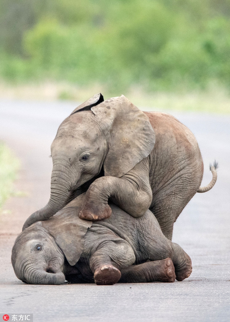 Trong lần ghé thăm công viên quốc gia Kruger, Nam Phi, nhiếp ảnh gia Inez Allin-Widow, 32 tuổi đã chụp được những bức ảnh hài hước, thú vị khi những con voi con dựa hơi cha mẹ, thoải mái nô đùa trên đường đi, không nể nang, sợ hãi gì con người.