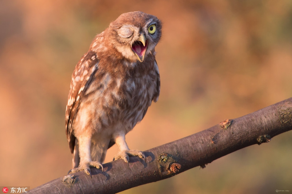 Nhiếp ảnh gia động vật hoang dã nghiệp dư Andrew Kay đã chụp được hình ảnh thú vị về một con cú nhỏ nghịch ngợm ở khu vực hoang dã gần làng Koblevo, Ukraine. Trước ống kính máy ảnh, con cú nhỏ bất ngờ nháy mắt, khiến bức ảnh trở nên thú vị.