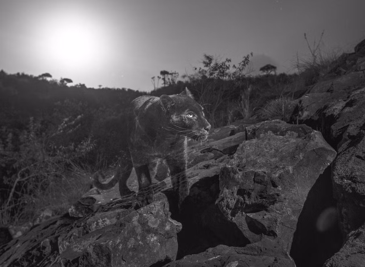 Sự thực bất ngờ về báo đen vừa xuất hiện gây chấn động Su thuc bat ngo ve bao den vua xuat hien gay chan dong