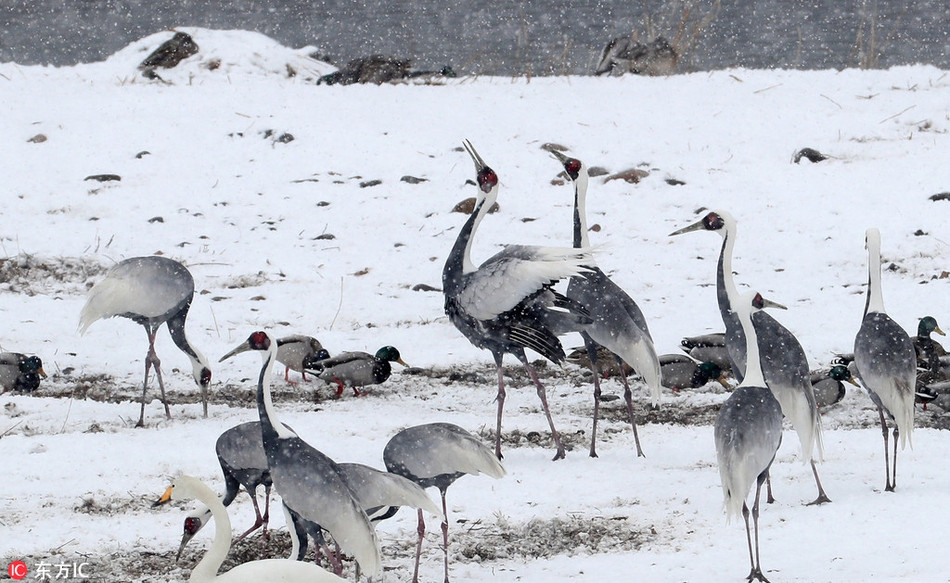Chúng còn được gọi là sếu mặt đỏ, có hình dạng khá giống với sếu đầu đỏ. Tuy nhiên, sếu gáy trắng nhỏ hơn sếu đầu đỏ và lớn hơn sếu đầu trắng.