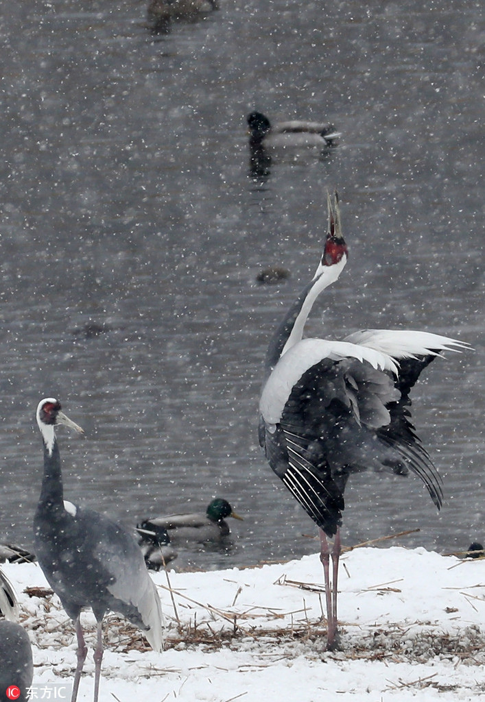 Môi trường sống ưa thích của sếu đầu trắng là các đầm lầy lau sậy mở, đầm lầy nước, bờ sông, bờ hồ, đồng cỏ và đầm lầy liền kề.