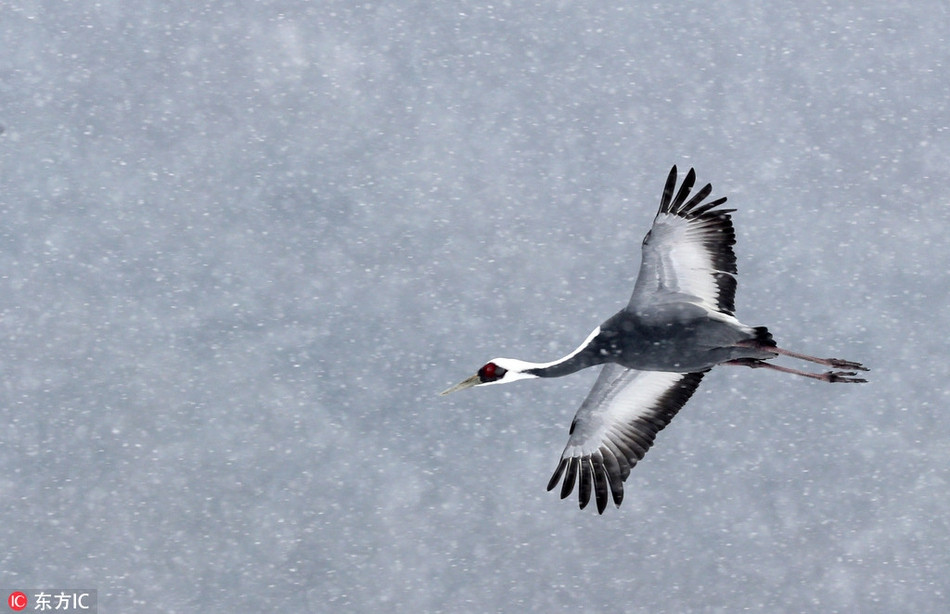 Theo tìm hiểu, sếu gáy trắng là một loài sếu quý hiếm, có tên khoa học là Grus vipio, là một loài chim thuộc họ Sếu (Gruidae).