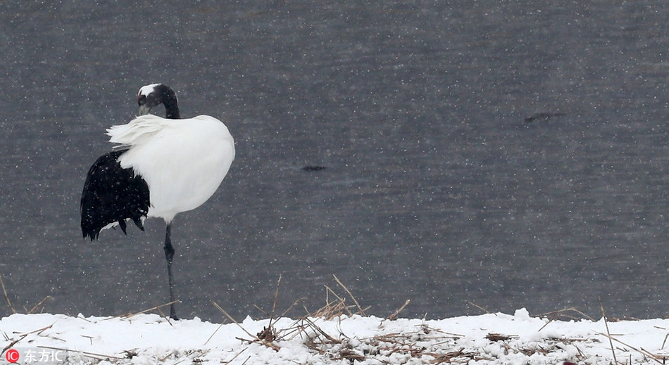 Mới đây, tại Uehara, Gangwon-do, Hàn Quốc, tuyết rơi khá dày, khiến những con sếu gáy trắng sống tại đây gặp khó khăn trong việc tìm kiếm thức ăn.
