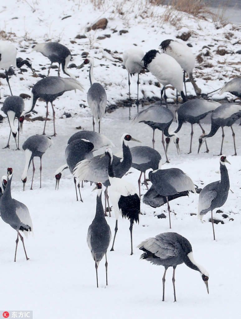 Cuộc chiến tranh giành lãnh địa của sếu gáy trắng diễn ra khá kịch liệt, khiến những con sếu khác trong đàn phải tìm cách lảng ra xa, đứng quan sát.
