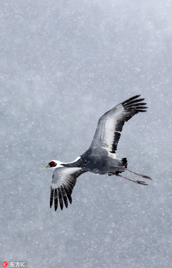 Thông thường, khi trưởng thành, sếu gáy trắng có thân dài 112–125 cm, cao 130 cm và cân nặng khoảng 5,6 kg.