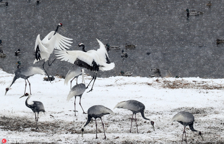 Đáng nói, những con sếu gáy trắng khác không hề có ý định can ngăn hai kẻ hiếu chiến này, chúng chỉ đơn giản đứng xem và chờ đợi vào kết quả chung cuộc.