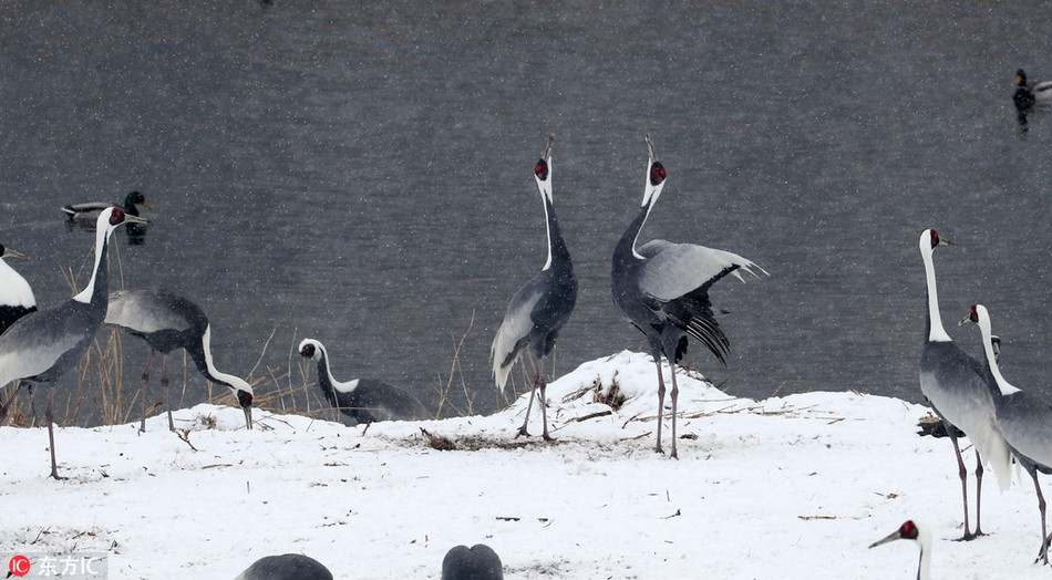Cũng vì vấn đề thức ăn, lãnh thổ, có hai con sếu gáy trắng đã kịch chiến dữ dội với nhau trên nền tuyết.