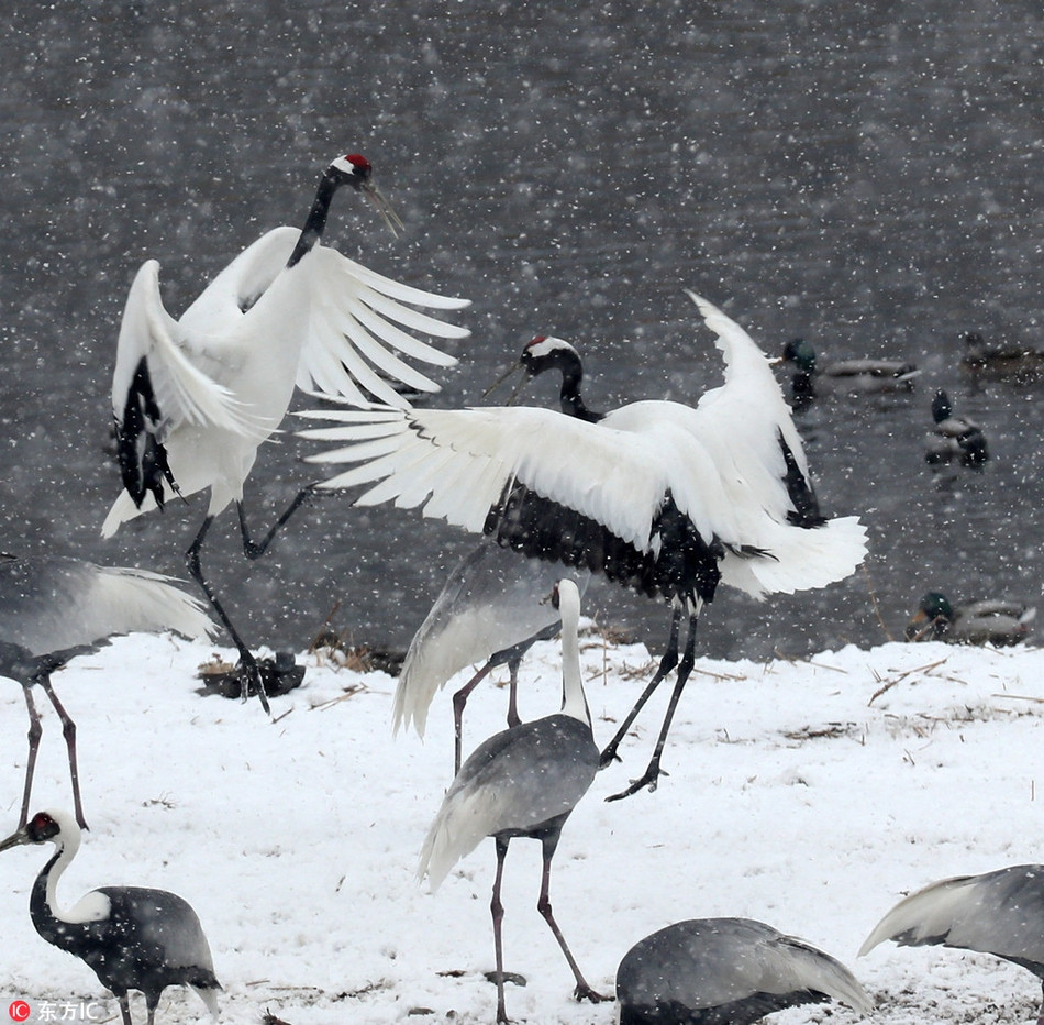 Thức ăn của chúng gồm côn trùng, hạt, rễ cây, thực vật và động vật nhỏ.