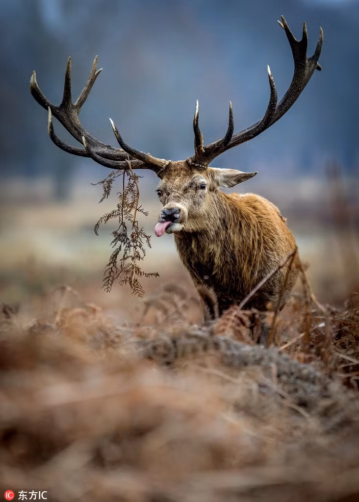 Het tet, huou do van nhu 
