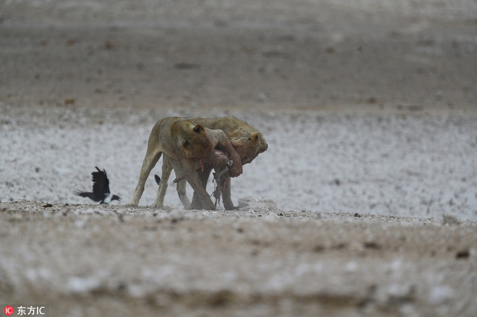 Cuối cùng, hai con sư tử trẻ giành chiến thắng trước những sư tử đàn anh, chúng giật được những khối thịt lớn và chạy về hai phía ngược nhau.