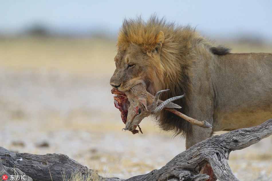 Tranh chấp dẫn đến cuộc quyết đầu không khoan nhượng và rất dữ dội. Hai con sư tử trẻ tuổi quyết định hợp sức lại để chống lại những đàn anh già đời và hống hách.