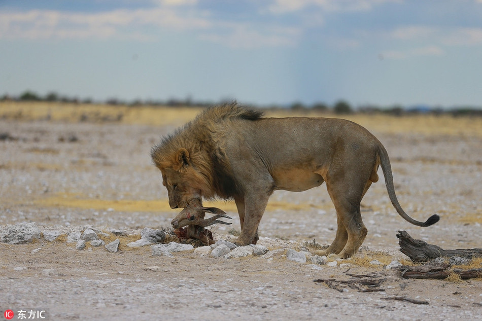 Trên mặt đất đầy bụi, những con sư tử đực cũng vớt vát lại được chút ít từ cơ thể con mồi. Một con sư tử đực lặng lẽ gặm nhấm chiếc đầu của linh dương nhảy, vẻ mặt của nó giống như thực sự lo lắng cho tương lai.