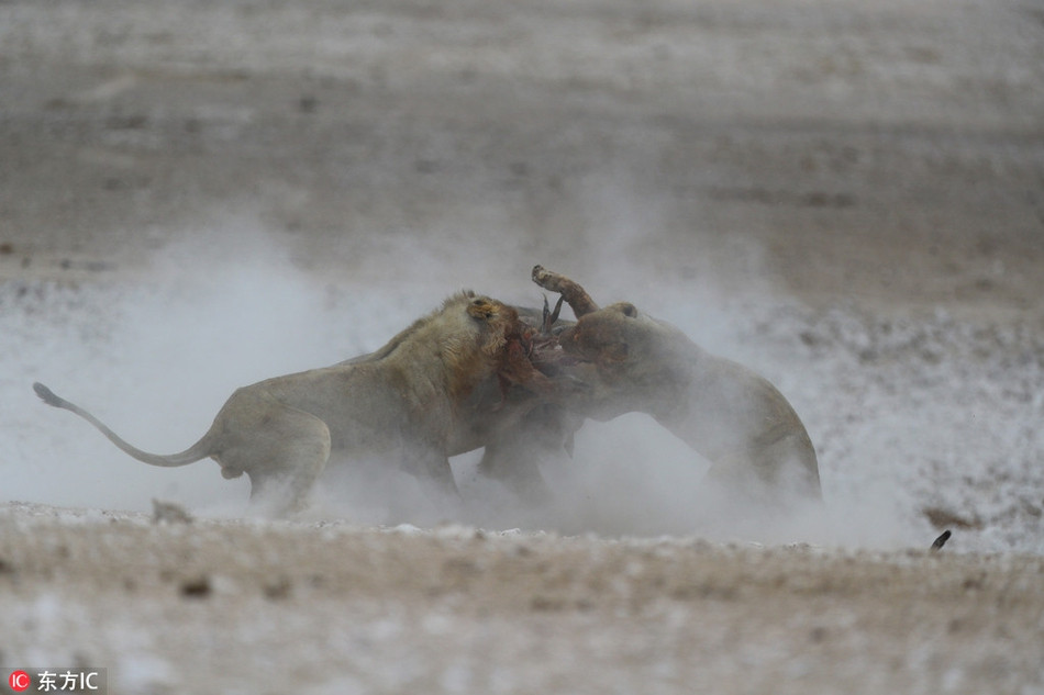 Vốn bị đàn áp đã lâu, những con sư tử trẻ quyết định vùng lên cạnh tranh, chúng cũng muốn được hưởng phần ngon lành từ con linh dương nhảy vừa săn được.