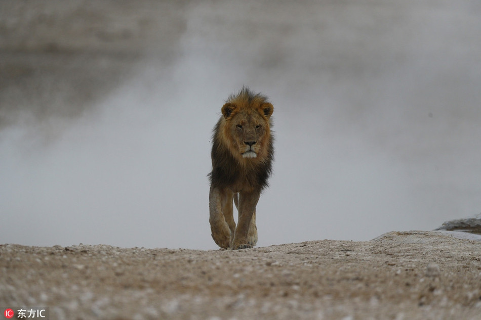 Mặc cho cơ thể nhiều vết thương và nhuốm máu, những con sư tử trẻ vẫn cạnh tranh kịch liệt, thể hiện sự kiên trì của mình một cách cương quyết.