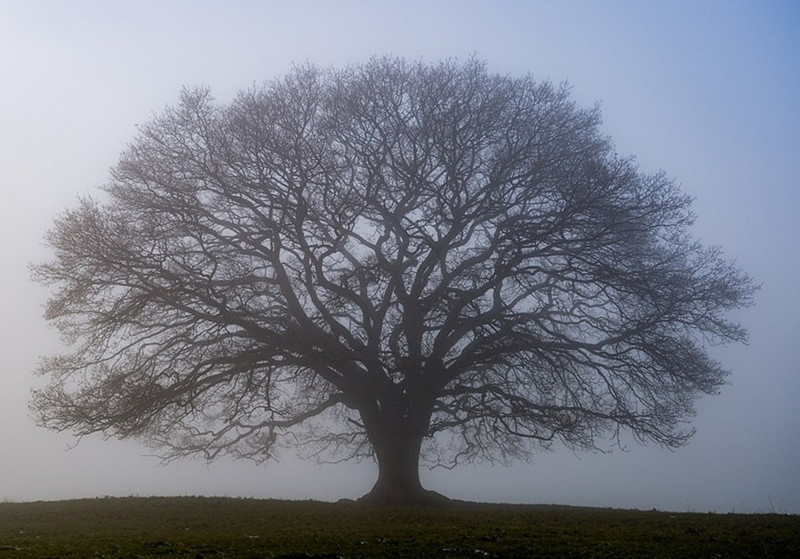 Theo Ingo Gerlach, để ghi lại những bức ảnh này, anh đã tốn đúng 1 năm ròng rã.