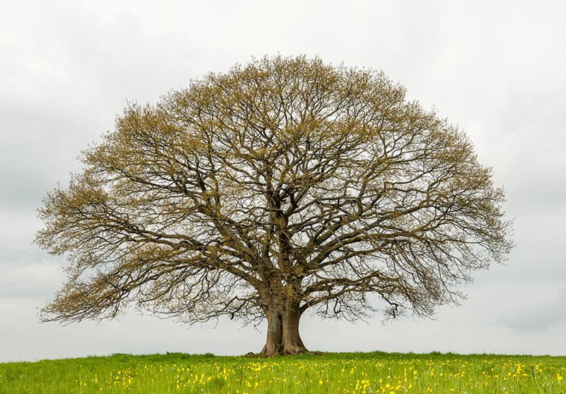 Sau đó, mùa xuân đến, những chiếc lá non bắt đầu vươn nên từ những chồi lộc mỡ màng, khiến cây sồi dần lấy lại được sức sống.