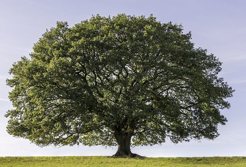 Cuối cùng, những cành cây lại trở nên khẳng khiu, trần trịu và phủ đầy tuyết.