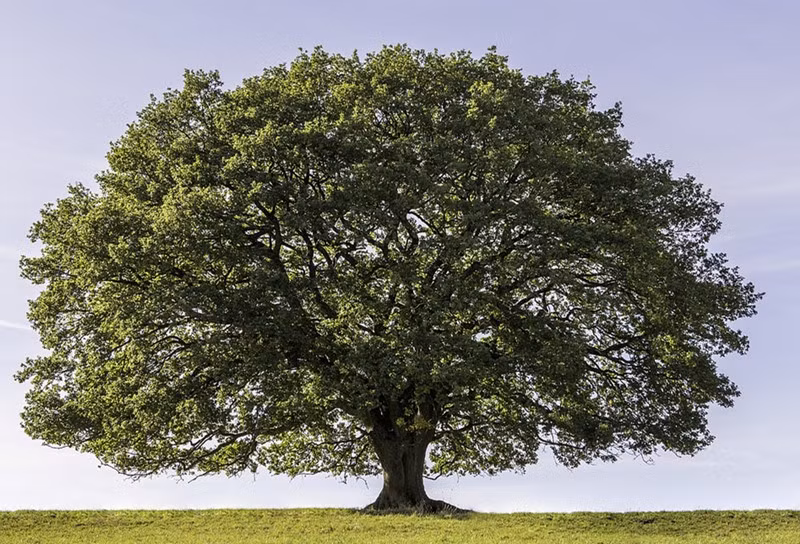 Cuối cùng, những cành cây lại trở nên khẳng khiu, trần trịu và phủ đầy tuyết.