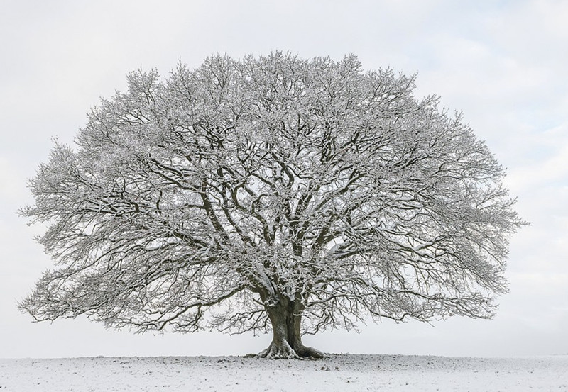 Trong ảnh là cây sồi phủ đầy tuyết trắng khi kết thúc một vòng luân hồi của lá.
