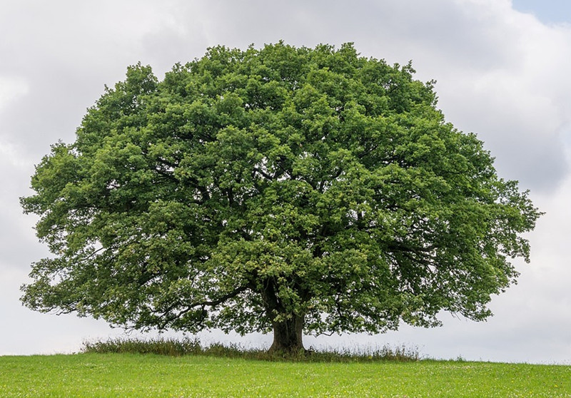 Tiếp đến mùa thu, lá cây chuyển dần sang màu vàng, ngả về màu nâu rồi bắt đầu rụng đi.