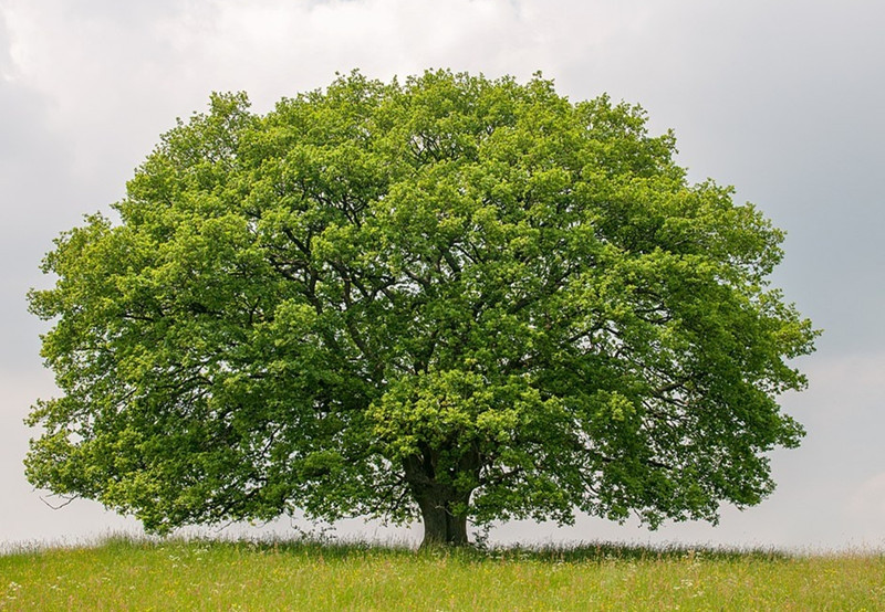 Trong ảnh là cây sồi vào mùa hè, trông nó đầy sức sống và là một nơi lý tưởng để nghi ngơi dưới bóng râm.
