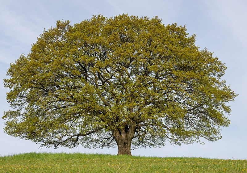 Sang tới mùa hè, những chiếc lá non chuyển thành xanh thẫm, phủ dày tất cả các cành cây từ thấp đến cao, khiến người xem vô cùng mát mắt.