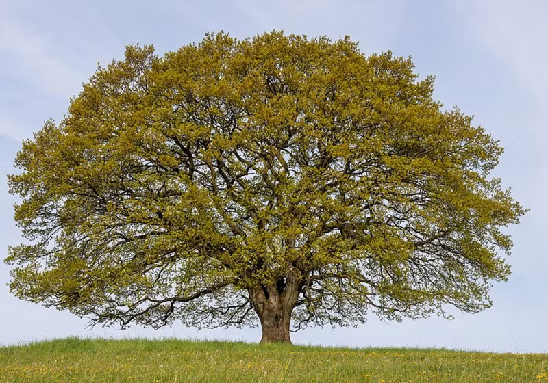 Sang tới mùa hè, những chiếc lá non chuyển thành xanh thẫm, phủ dày tất cả các cành cây từ thấp đến cao, khiến người xem vô cùng mát mắt.