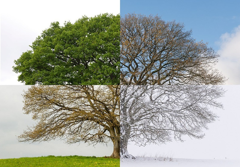 Mới đây, một bộ ảnh tuyệt đẹp ghi lại vòng luân hồi thay lá, vẻ đẹp khác nhau của mỗi mùa trên một cây sồi già ở Westerwald, Đức đã gây được ấn tượng mạnh mẽ với công chúng.