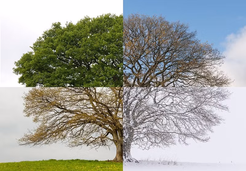 Mới đây, một bộ ảnh tuyệt đẹp ghi lại vòng luân hồi thay lá, vẻ đẹp khác nhau của mỗi mùa trên một cây sồi già ở Westerwald, Đức đã gây được ấn tượng mạnh mẽ với công chúng.