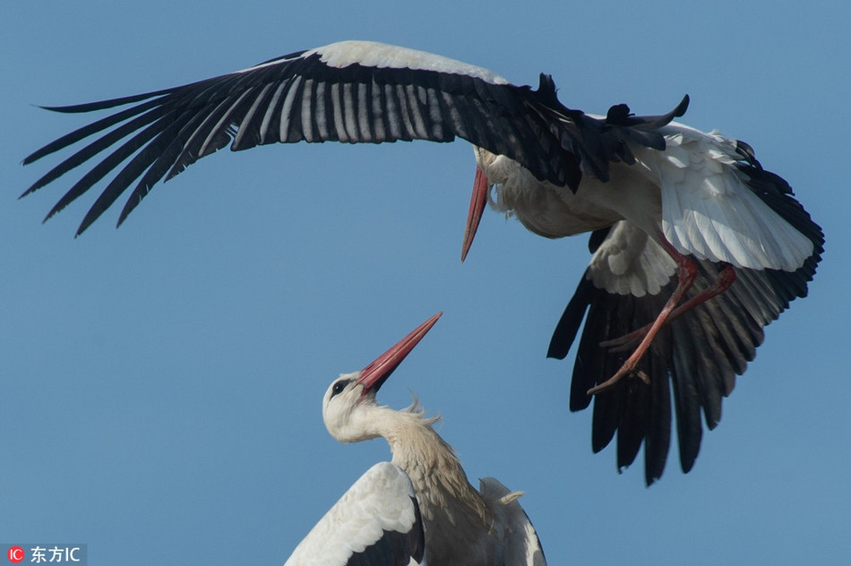 Trong văn hóa Á Đông, bạch hạc nổi tiếng với phẩm chất cao quý, mạnh mẽ đối đầu với khó khăn, mang lại may mắn và ấm êm. Sách cổ ghi lại rất nhiều điều liên quan tới đức tính của hạc, nhìn một cách tổng quát, hạc giống như một người quân tử, không dâm, không dục, trong sạch thuần khiết, tiếng kêu thánh thót, sánh với nhân tài.