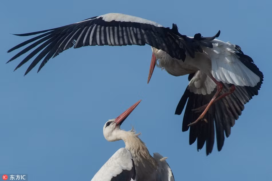 Trong văn hóa Á Đông, bạch hạc nổi tiếng với phẩm chất cao quý, mạnh mẽ đối đầu với khó khăn, mang lại may mắn và ấm êm. Sách cổ ghi lại rất nhiều điều liên quan tới đức tính của hạc, nhìn một cách tổng quát, hạc giống như một người quân tử, không dâm, không dục, trong sạch thuần khiết, tiếng kêu thánh thót, sánh với nhân tài.