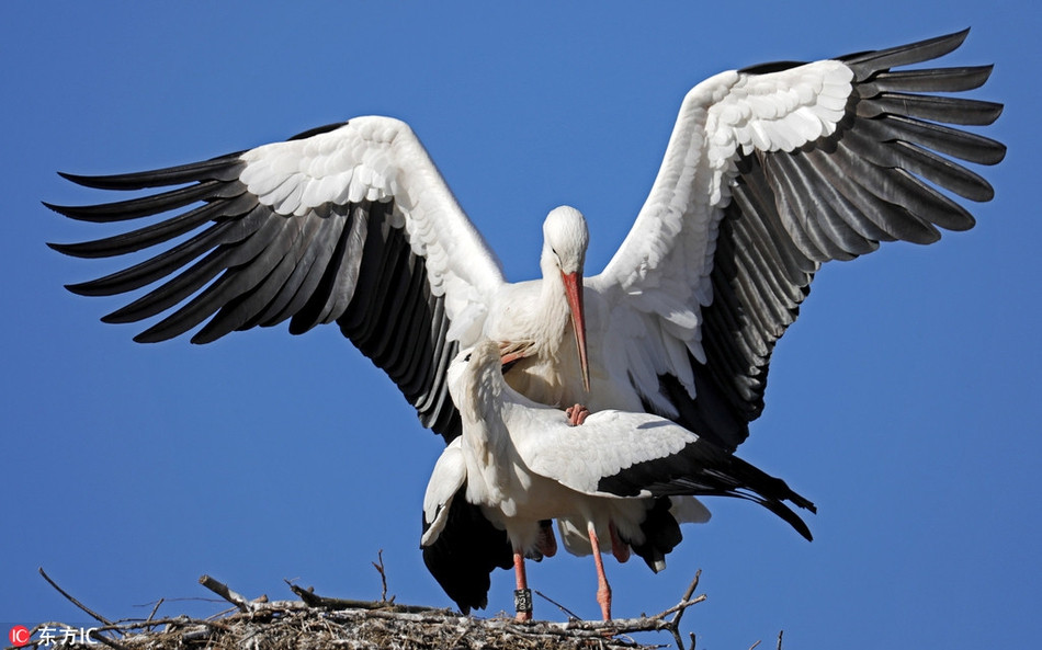 Khi tìm được đối tượng phối ngẫu, những con chim hạc sẽ nhảy múa vũ điệu tình yêu, khiến đối phương mê đắm và chấp nhận tình yêu của mình. Sau đó chúng sẽ kết thành đôi và chung sống, gây dựng gia đình mới.