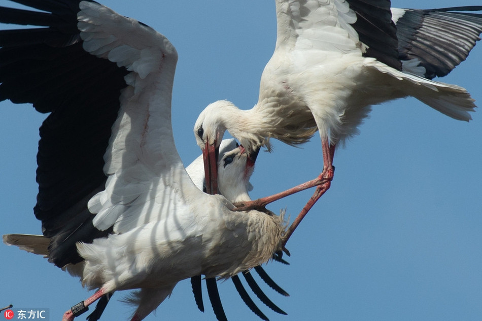 Bạch hạc cũng được coi là một biểu tượng tốt đẹp trong nhiều nền văn hóa. Tại Ba Lan, bạch hạc được coi là loài chim mang lại may mắn. Người ta tin hạc trắng sẽ đưa linh hồn đến thiên đường.