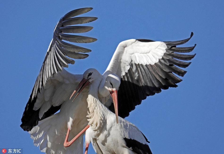 Chim bạch hạc là loài sống theo cặp, rất chung thủy. Khi đã xác định kết đôi, những con chim hạc sẽ sống với nhau trọn đời. Chúng xây dựng một chiếc tổ bằng những que lớn, có thể sử dụng trong nhiều năm.