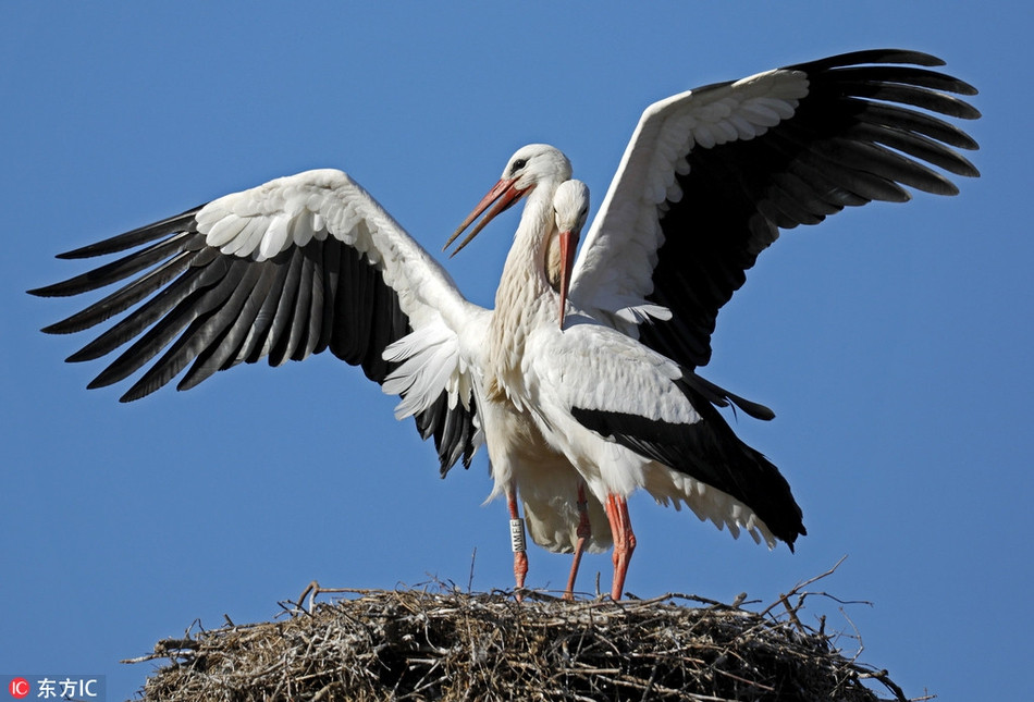 Theo tìm hiểu, bạch hạc có tên khoa học là Ciconia ciconia, là một loài chim lớn trong Chi Hạc thuộc họ Hạc. Bộ lông của nó chủ yếu là màu trắng, với màu đen trên viền đôi cánh. Con lớn có đôi chân dài và mỏ màu đỏ, hình dáng rất đẹp.