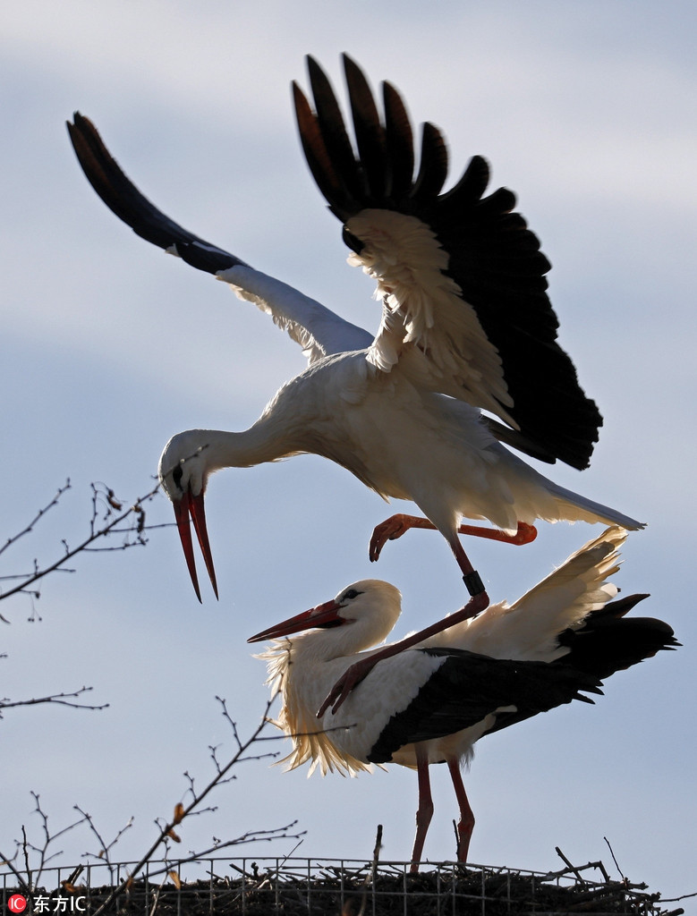 Được biết, khi thời tiết ấm áp cũng là lúc những con chim hạc chưa có đôi có cặp tích cực tìm bạn đời cho mình.