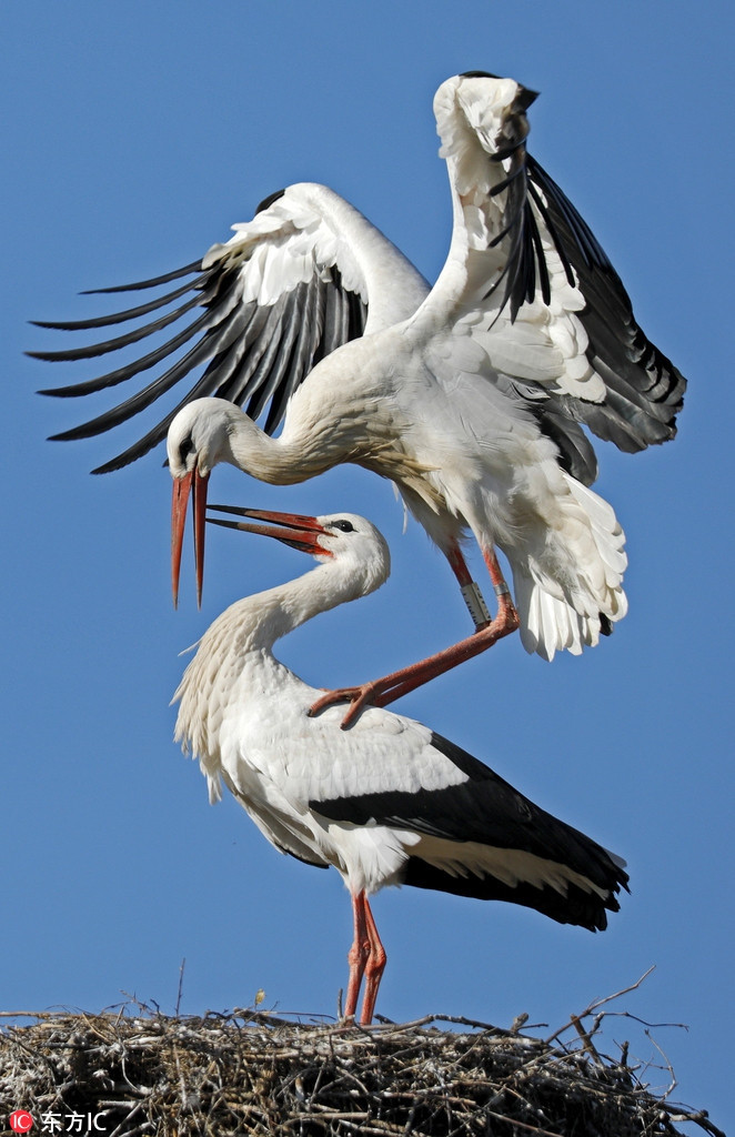 Theo thông tin đăng tải, những hình ảnh này được ghi lại tại Bibesheim, Đức, khi tiết trời chính thức sang xuân, trở nên ấm áp và dễ chịu.