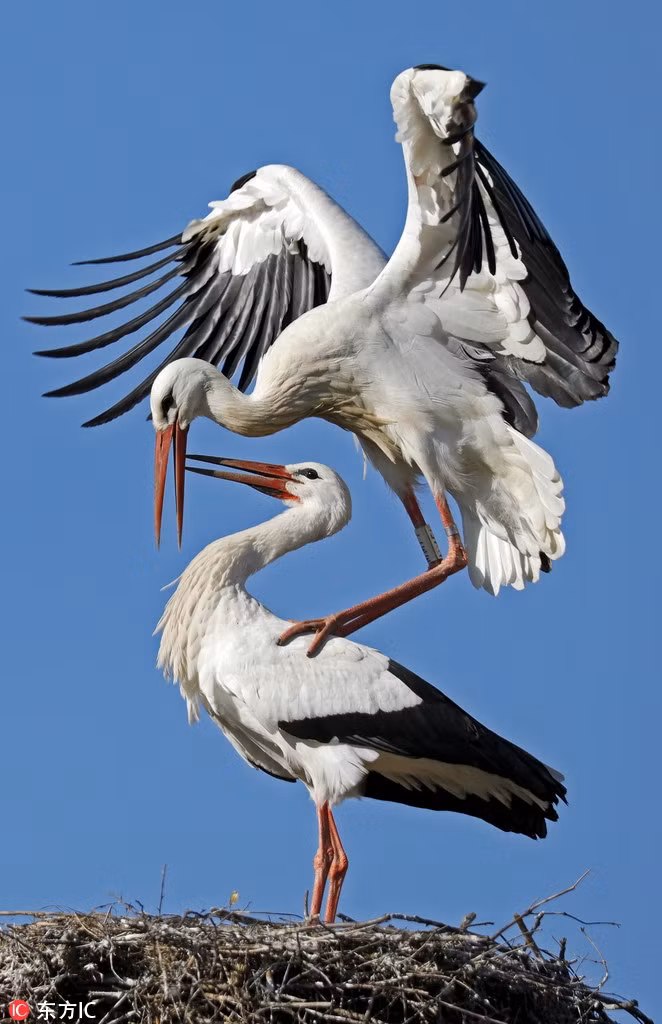 Theo thông tin đăng tải, những hình ảnh này được ghi lại tại Bibesheim, Đức, khi tiết trời chính thức sang xuân, trở nên ấm áp và dễ chịu.