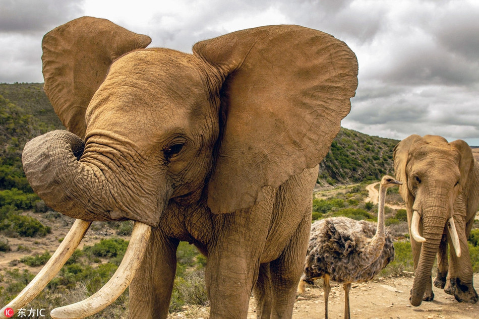 Thông thường, voi sẽ chán ghét những động vật phiền nhiễu lắm điều, thế nhưng những con voi ở Indalu lại cực thân với con đà điểu vui tính, hài hước này. Đây thực sự là một điểm lạ lùng với nhiều du khách.