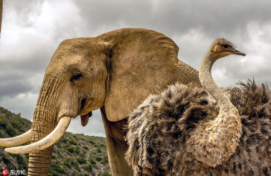 Được biết, con đà điểu này tên là Fransina, 9 tuổi. Theo suy đoán của các nhân viên trong khu bảo tồn, dường như Fransina là đà điểu mồ côi, được đàn voi khổng lồ trong khu bảo tồn nhận nuôi từ nhỏ.