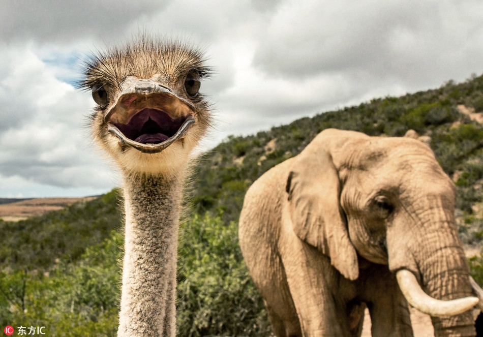 Nó lớn lên cùng với những con voi, vì vậy có sự thân thiết gắn bó, không giống những động vật khác.