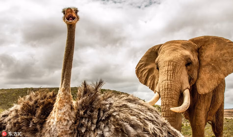 Tại khu bảo tồn động vật hoang dã Indalu, cách Cape Town, Nam Phi khoảng 400km, có một con đà điểu vô cùng kỳ lạ. Không thích vui chơi cùng đồng loại, con đà điểu này lại luôn quấn quýt bên đàn voi khổng lồ. 