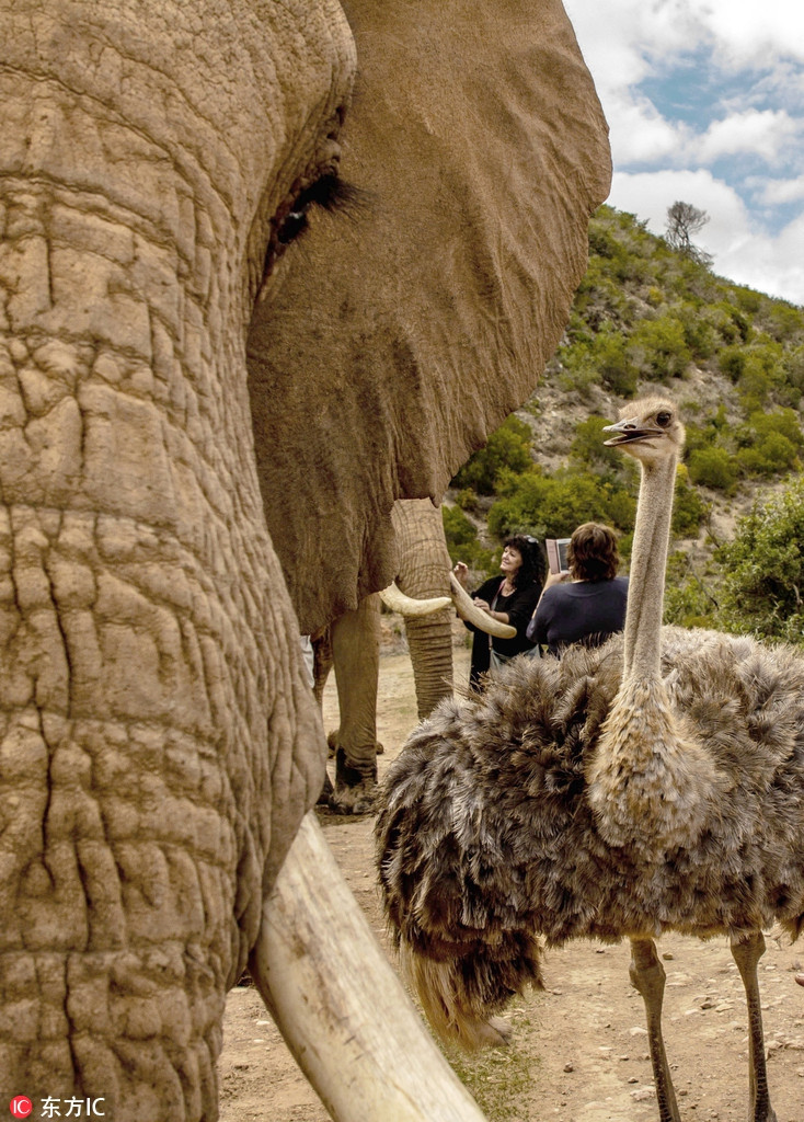 Thậm chí, Fransina còn bước đi giống hệt như những con voi, khiến nhiều người không khỏi ngạc nhiên, thích thú.