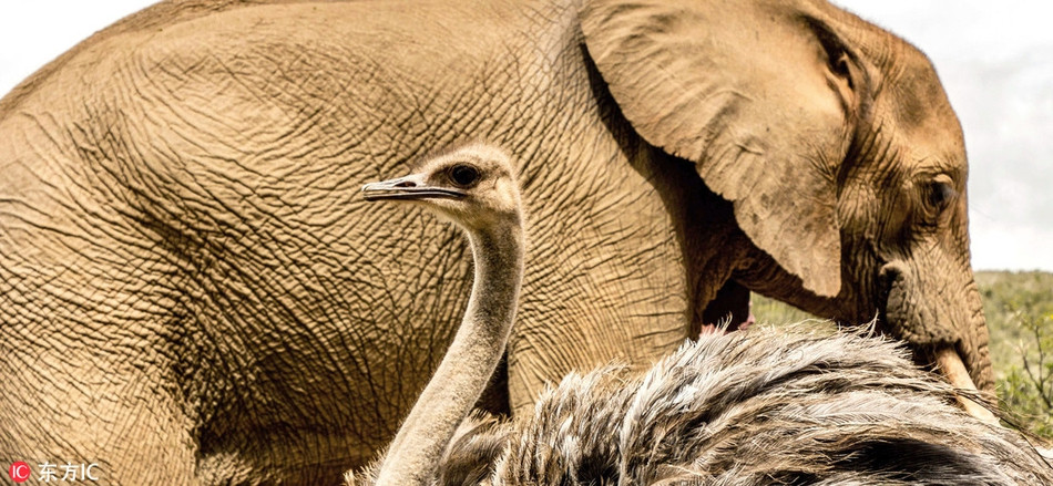 Trong ảnh là đà điểu Fransina đang vui vẻ dạo quanh cùng với những người bạn voi khổng lồ của mình. Gương mặt của đà điểu ánh lên sự tự hào khi có bạn bè là những động vật quyền uy bậc nhất châu Phi.