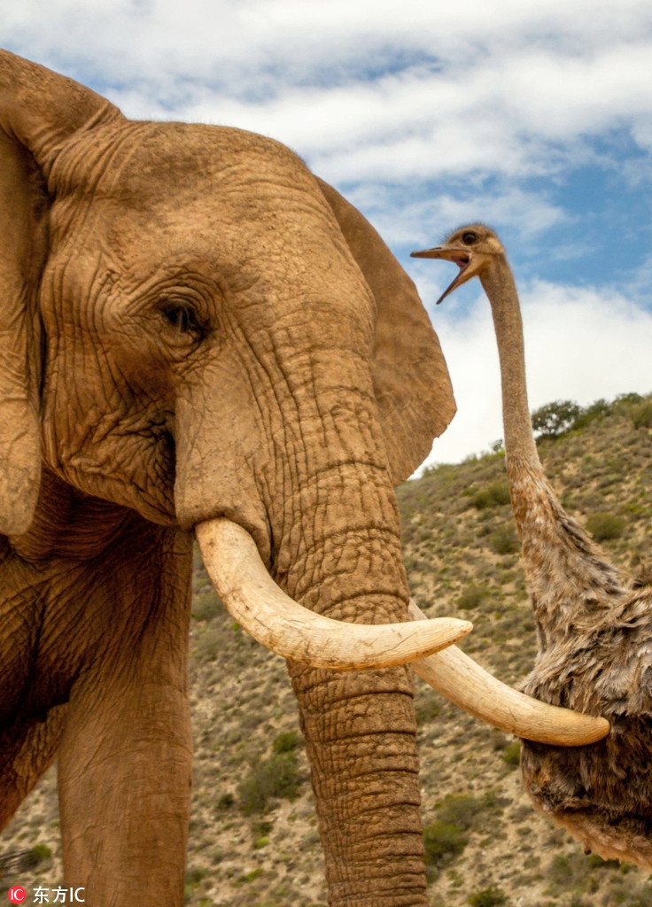 Ngày qua ngày, con đà điểu đều ở bên đàn voi, nhảy qua nhảy lại, pha trò, gây chú ý, khiến tình bạn kỳ lạ giữa đà điểu và những con voi ngày một thân thiết, hòa hợp.