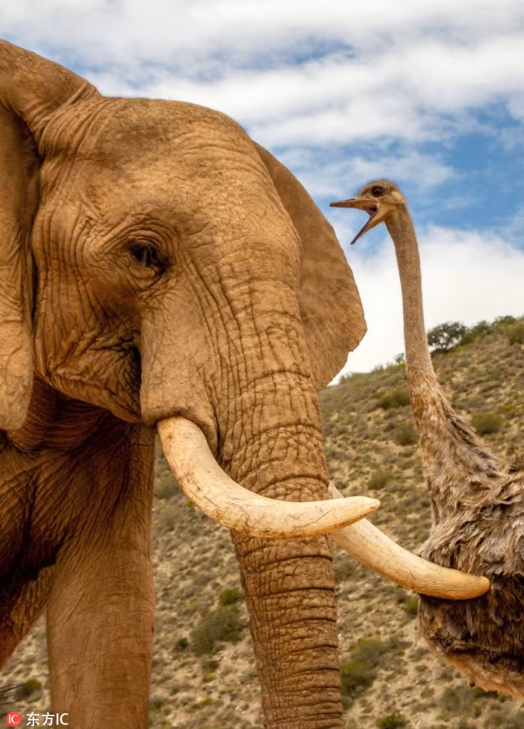 Ngày qua ngày, con đà điểu đều ở bên đàn voi, nhảy qua nhảy lại, pha trò, gây chú ý, khiến tình bạn kỳ lạ giữa đà điểu và những con voi ngày một thân thiết, hòa hợp.